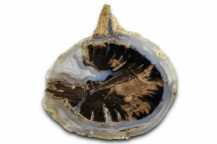 Petrified Wood (Schinoxylon) End-Cut - Blue Forest, Wyoming #377525